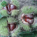 chinese chestnuts fresh chestnut packed in jute bag